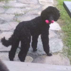 Meet your Posher, Susan